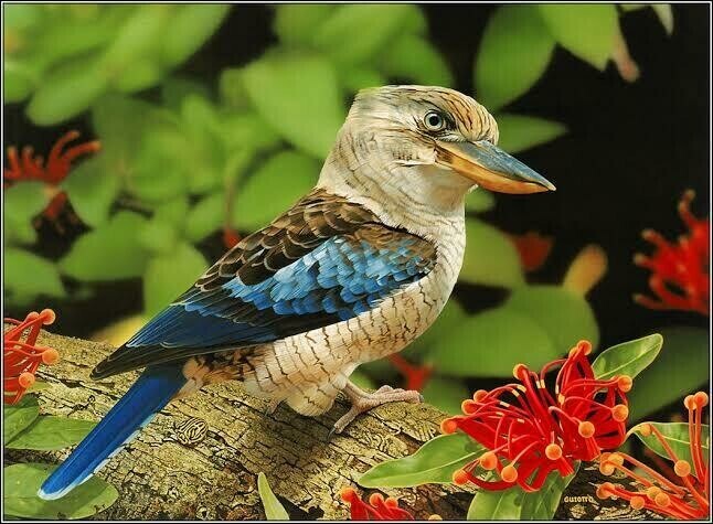 Kookaburra 2 - Specially ordered for you. Delivery is approximately 4 - 6 weeks.