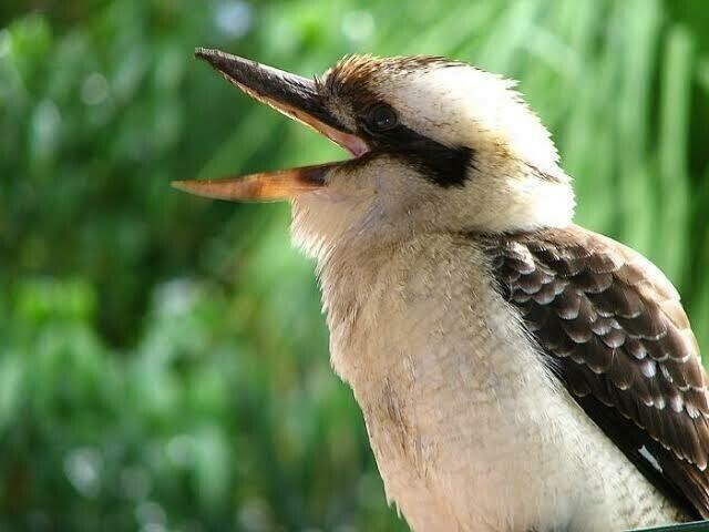 Kookaburra 3 - Specially ordered for you. Delivery is approximately 4 - 6 weeks.