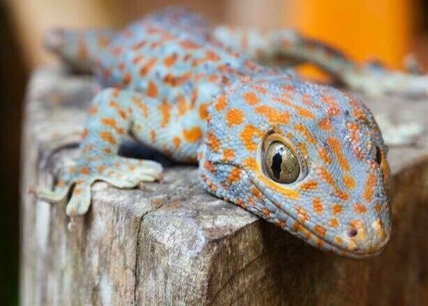 Lizard 1 - Specially ordered for you. Delivery is approximately 4 - 6 weeks.