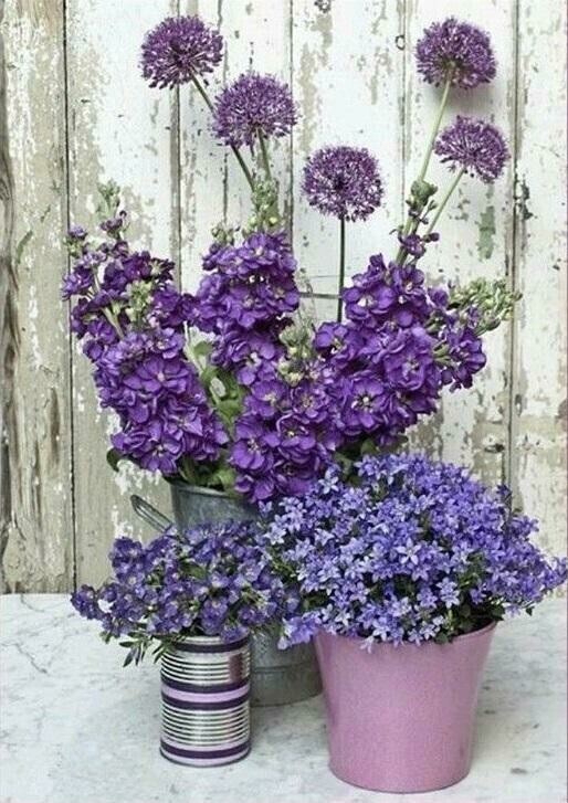 Lavender Flowers - Specially ordered for you. Delivery is approximately 4 - 6 weeks.