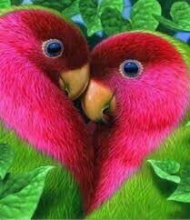 Love Birds - Specially ordered for you. Delivery is approximately 4 - 6 weeks.