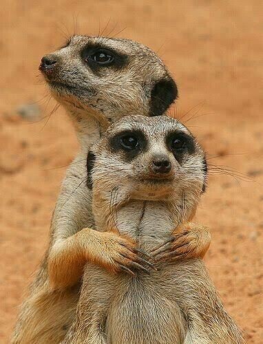 Meerkats 05 - Specially ordered for you. Delivery is approximately 4 - 6 weeks.