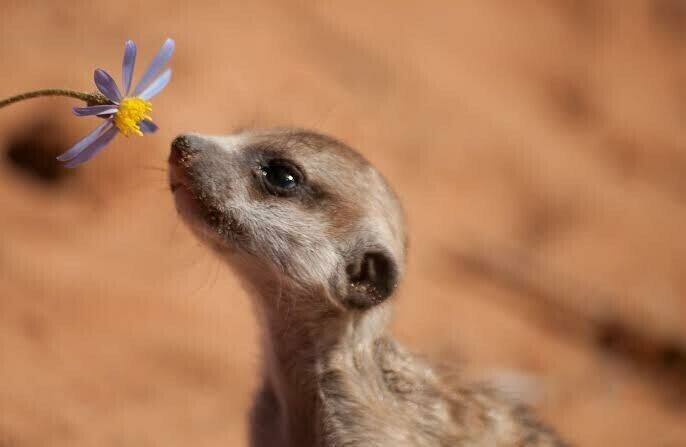 Meerkats 04 - Specially ordered for you. Delivery is approximately 4 - 6 weeks.