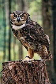 Owl 02 - Specially ordered for you. Delivery is approximately 4 - 6 weeks.
