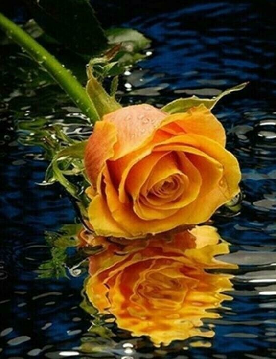 Orange Rose Reflection - Specially ordered for you. Delivery is approximately 4 - 6 weeks.