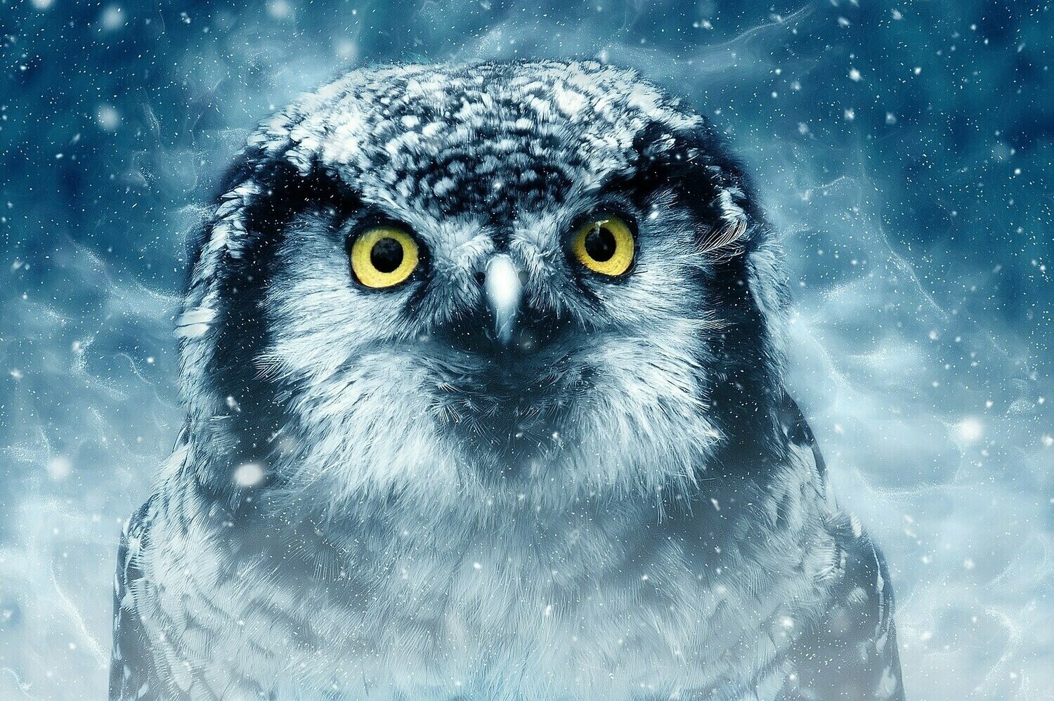 Owl in Snow - Specially ordered for you. Delivery is approximately 4 - 6 weeks.