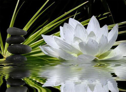 Peaceful Lotus - Specially ordered for you. Delivery is approximately 4 - 6 weeks.