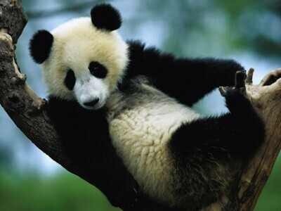 Panda In A Tree - Specially ordered for you. Delivery is approximately 4 - 6 weeks.