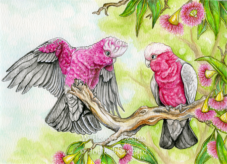 Pink and Grey Galahs 02 - Specially ordered for you. Delivery is approximately 4 - 6 weeks.