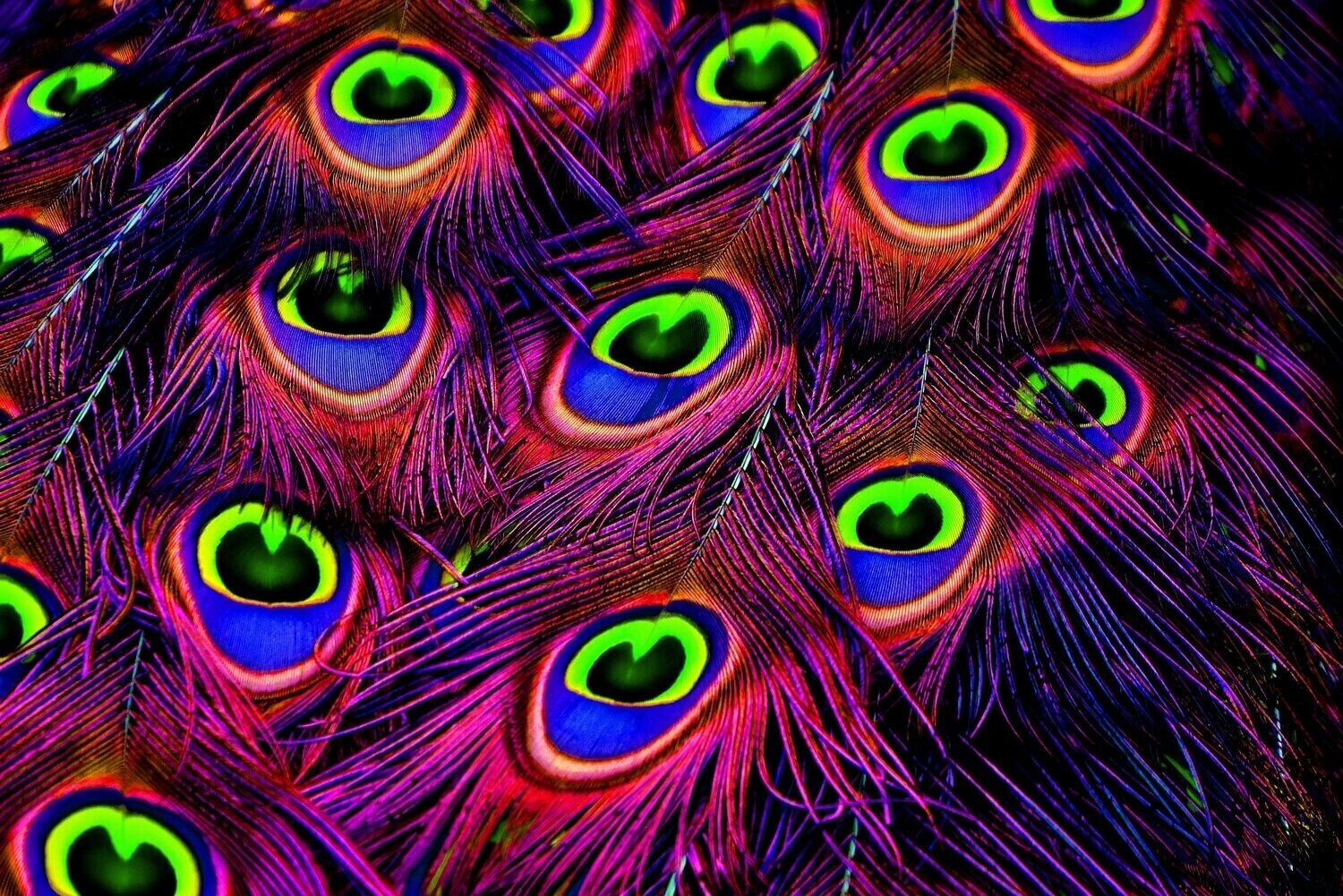 Peacock Feathers - Specially ordered for you. Delivery is approximately 4 - 6 weeks.