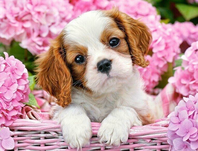 Puppy in a Basket - Specially ordered for you. Delivery is approximately 4 - 6 weeks.