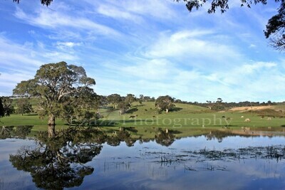 Pzazz Photography - Beautiful Paddock - Specially ordered for you. Delivery is approximately 4 - 6 weeks.