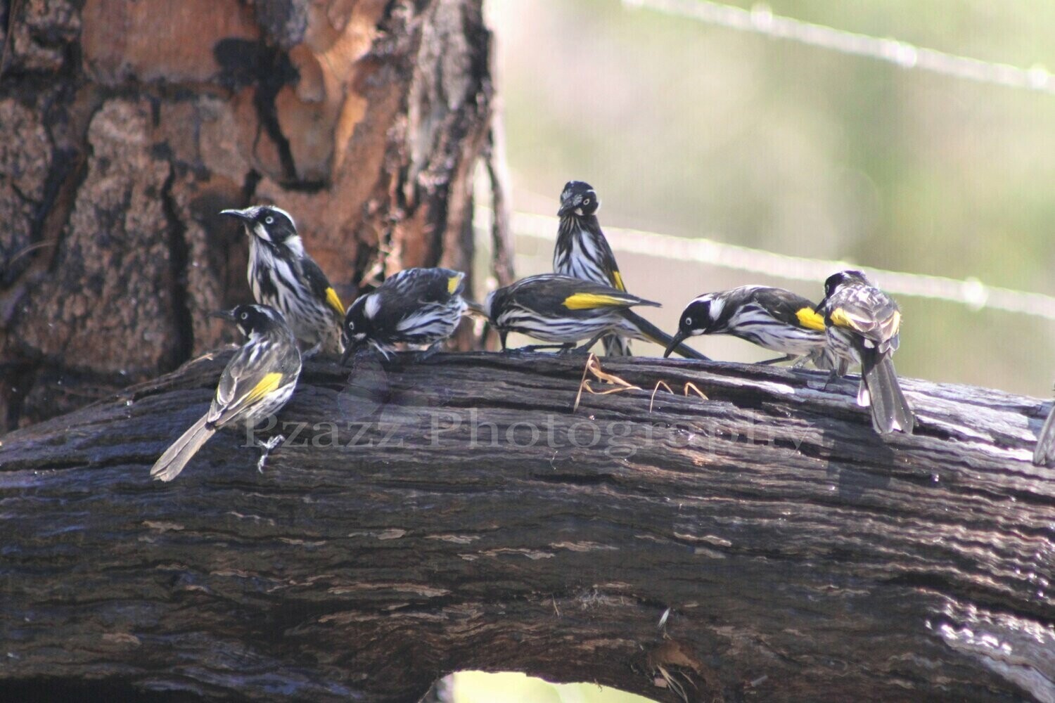Pzazz Photography - Honey Eaters - Specially ordered for you. Delivery is approximately 4 - 6 weeks.