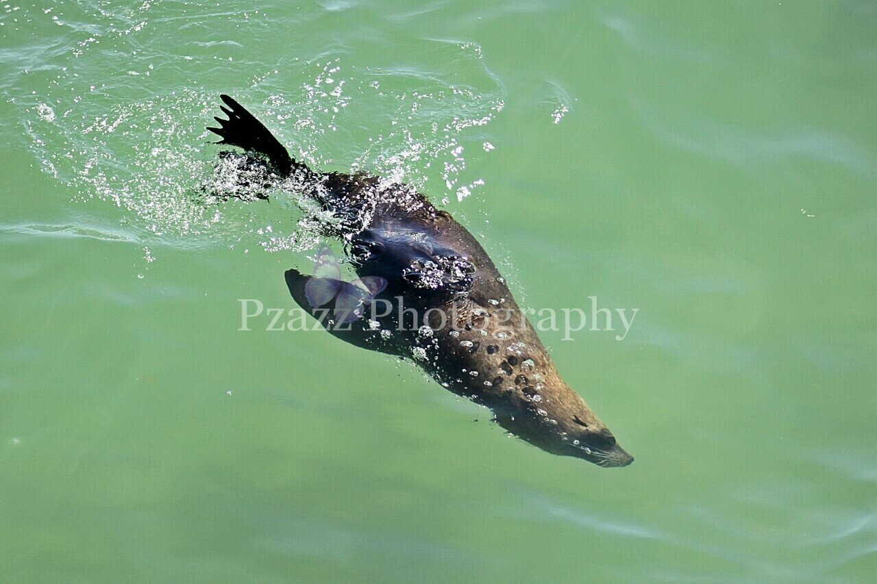 Pzazz Photography - Seal Swimming 01 - Seagull - Specially ordered for you. Delivery is approximately 4 - 6 weeks.