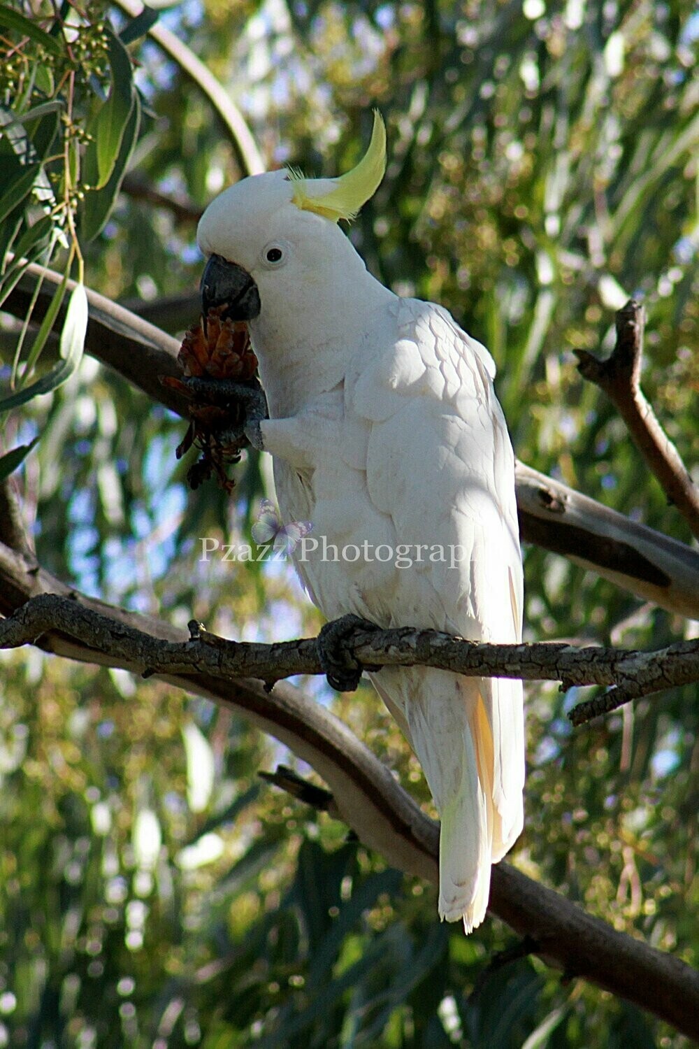 Pzazz Photography - Sulphur crested cockatoo - Specially ordered for you. Delivery is approximately 4 - 6 weeks.