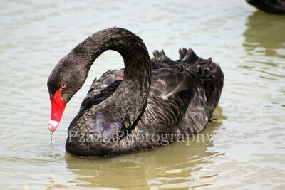 Pzazz Photography - Swan - Specially ordered for you. Delivery is approximately 4 - 6 weeks.