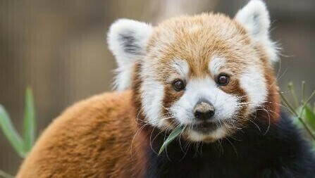 Red Panda - Specially ordered for you. Delivery is approximately 4 - 6 weeks.