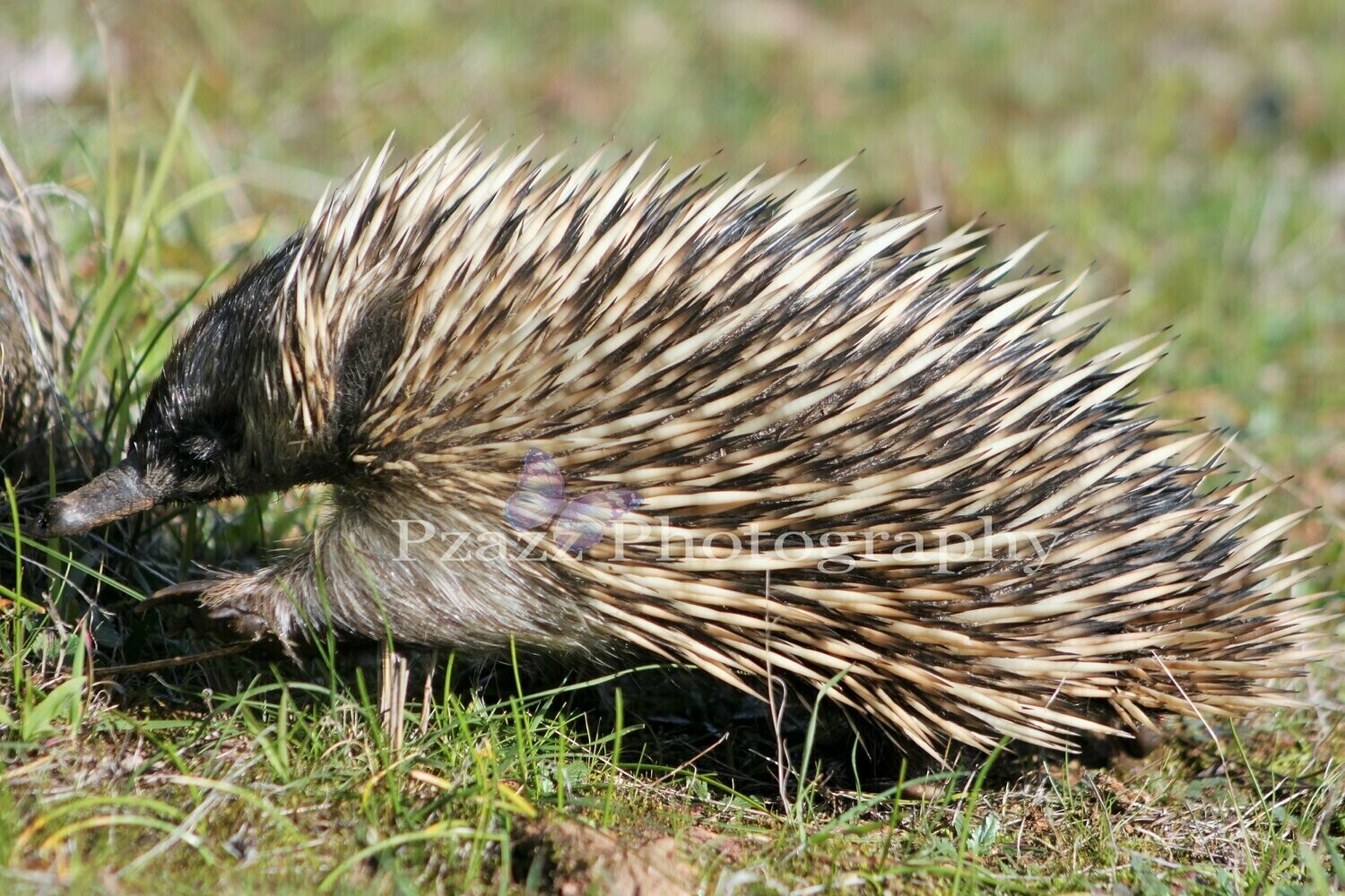 Pzazz Photography - Echidna - Specially ordered for you. Delivery is approximately 4 - 6 weeks.