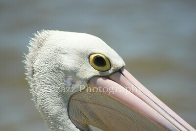 Pzazz Photography - Pelican Closeup - Specially ordered for you. Delivery is approximately 4 - 6 weeks.