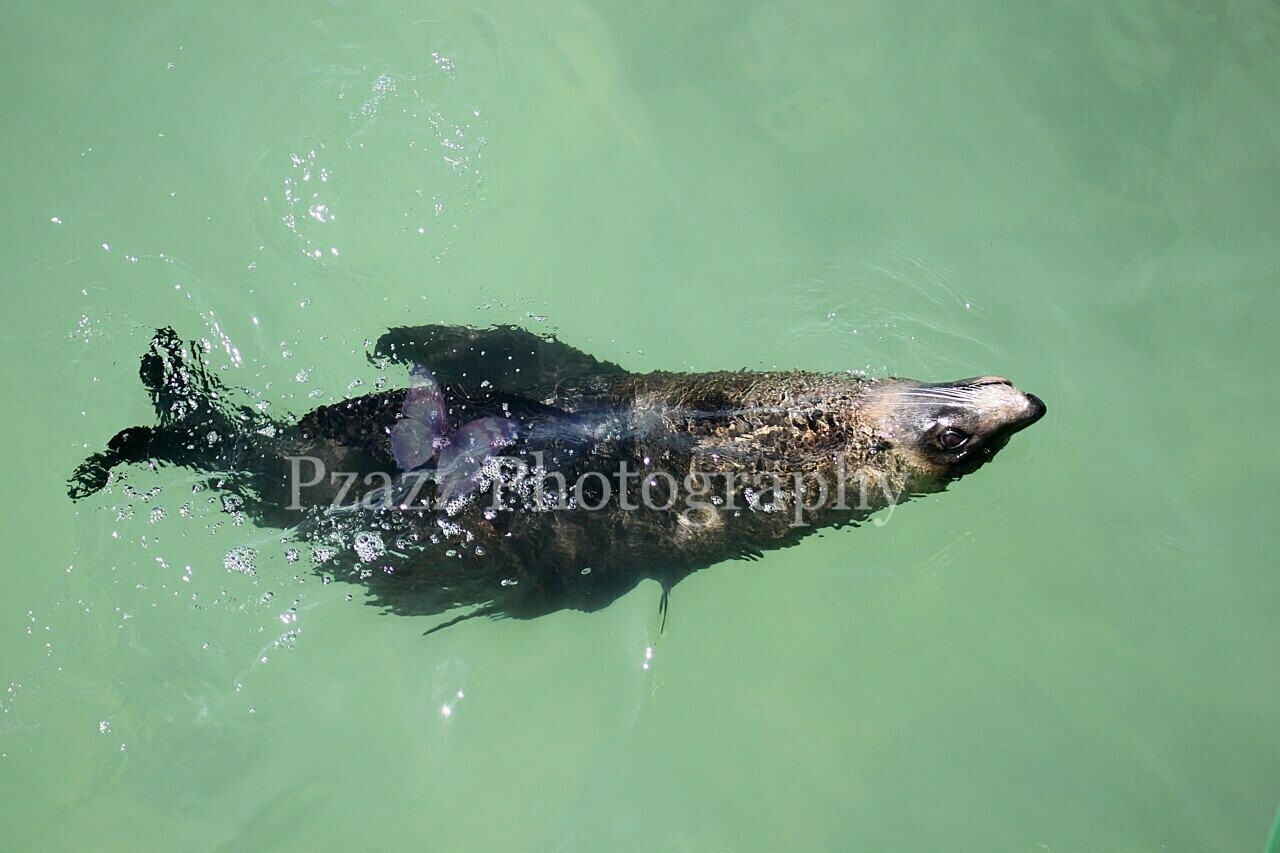 Pzazz Photography - Seal Swimming 02 - Seagull - Specially ordered for you. Delivery is approximately 4 - 6 weeks.