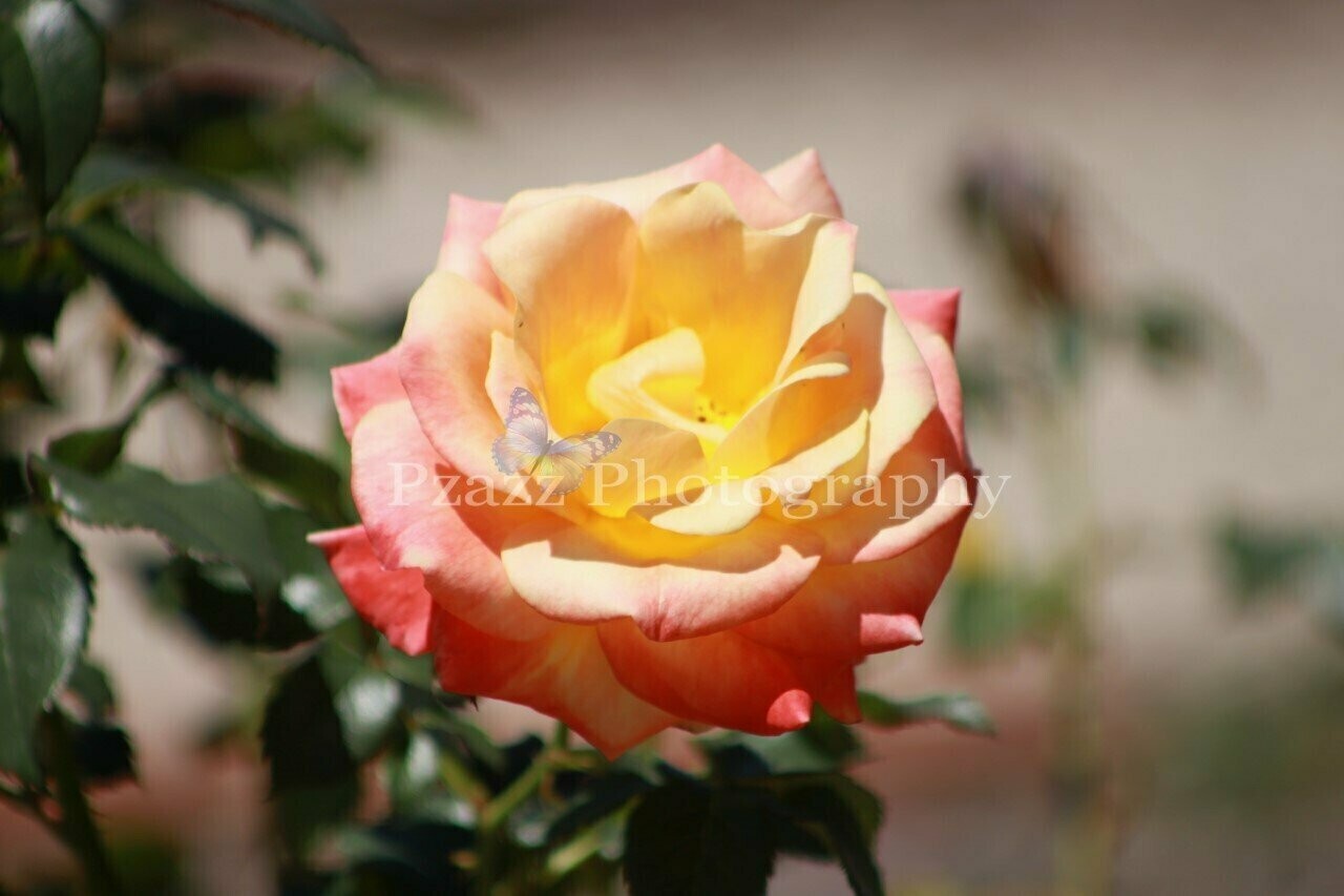Pzazz Photography - Rose 2 - Specially ordered for you. Delivery is approximately 4 - 6 weeks.