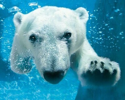 Polar Bear In Water - Specially ordered for you. Delivery is approximately 4 - 6 weeks.