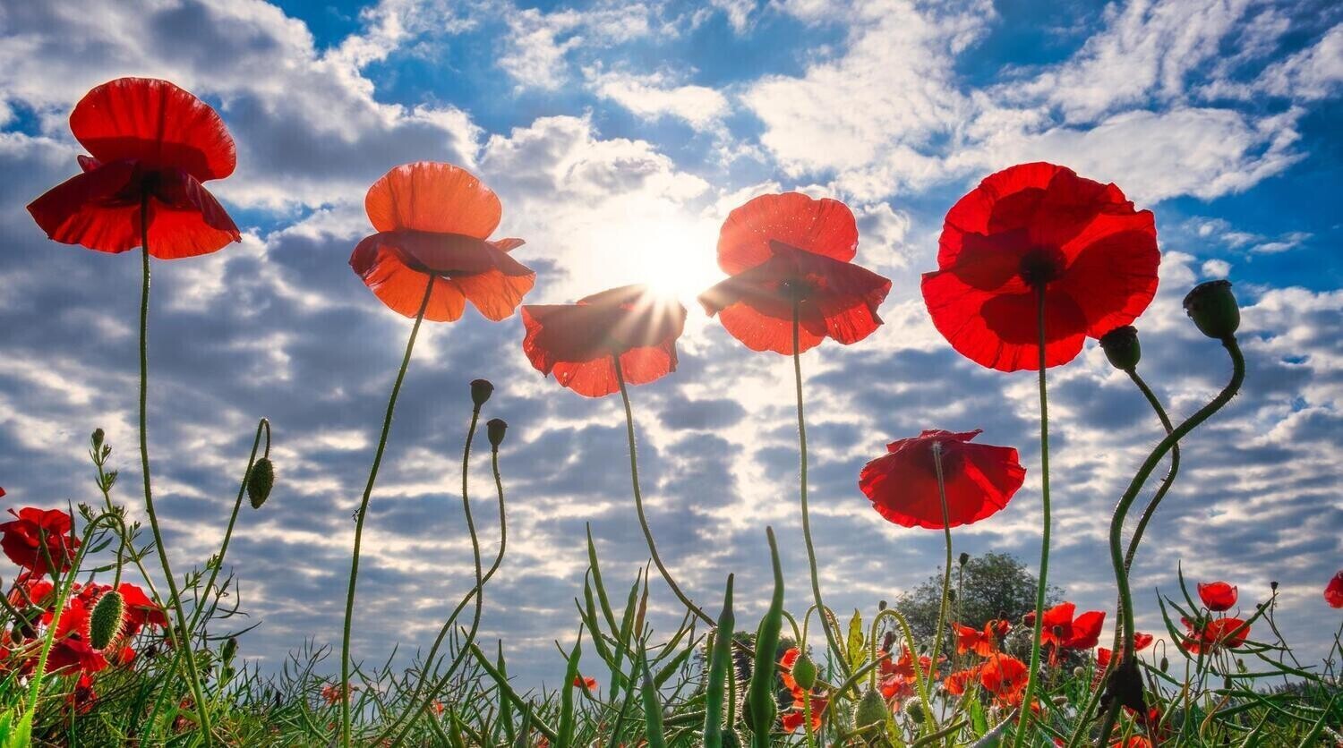 Poppy Field - Specially ordered for you. Delivery is approximately 4 - 6 weeks.