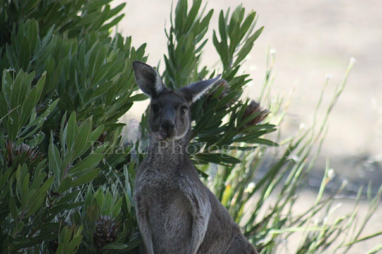 Pzazz Photography - Kangaroo - Specially ordered for you. Delivery is approximately 4 - 6 weeks.