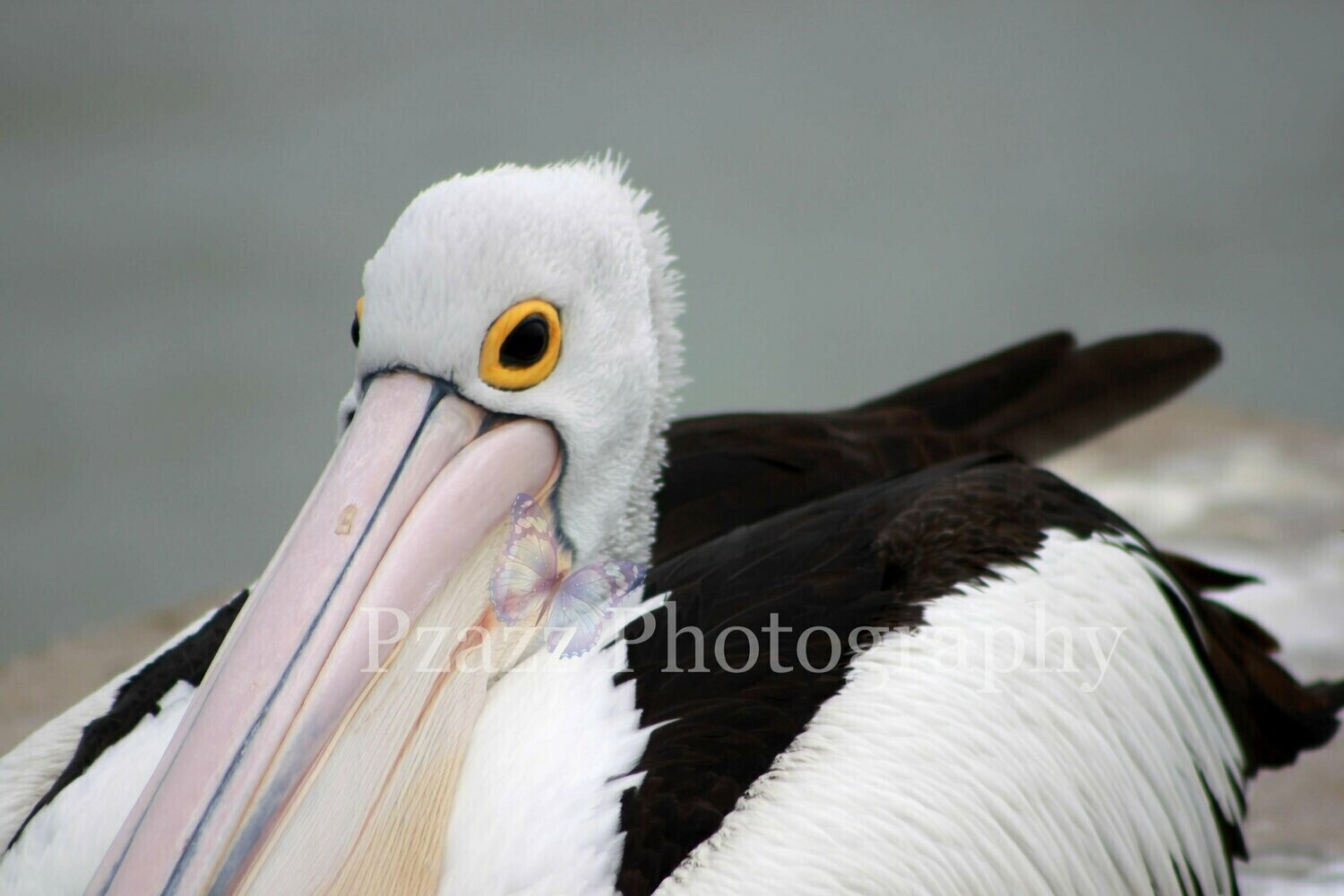 Pzazz Photography - Pelican - Specially ordered for you. Delivery is approximately 4 - 6 weeks.