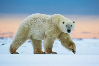 Polar Bear - Specially ordered for you. Delivery is approximately 4 - 6 weeks.
