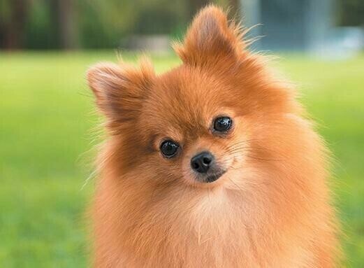 Pomeranian On Grass - Specially ordered for you. Delivery is approximately 4 - 6 weeks.