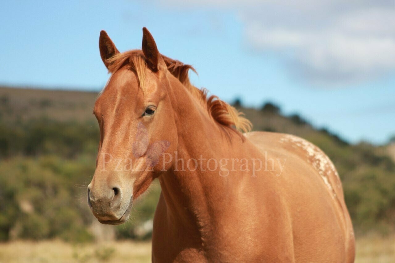 Pzazz Photography - Appaloosa Horse - Specially ordered for you. Delivery is approximately 4 - 6 weeks.