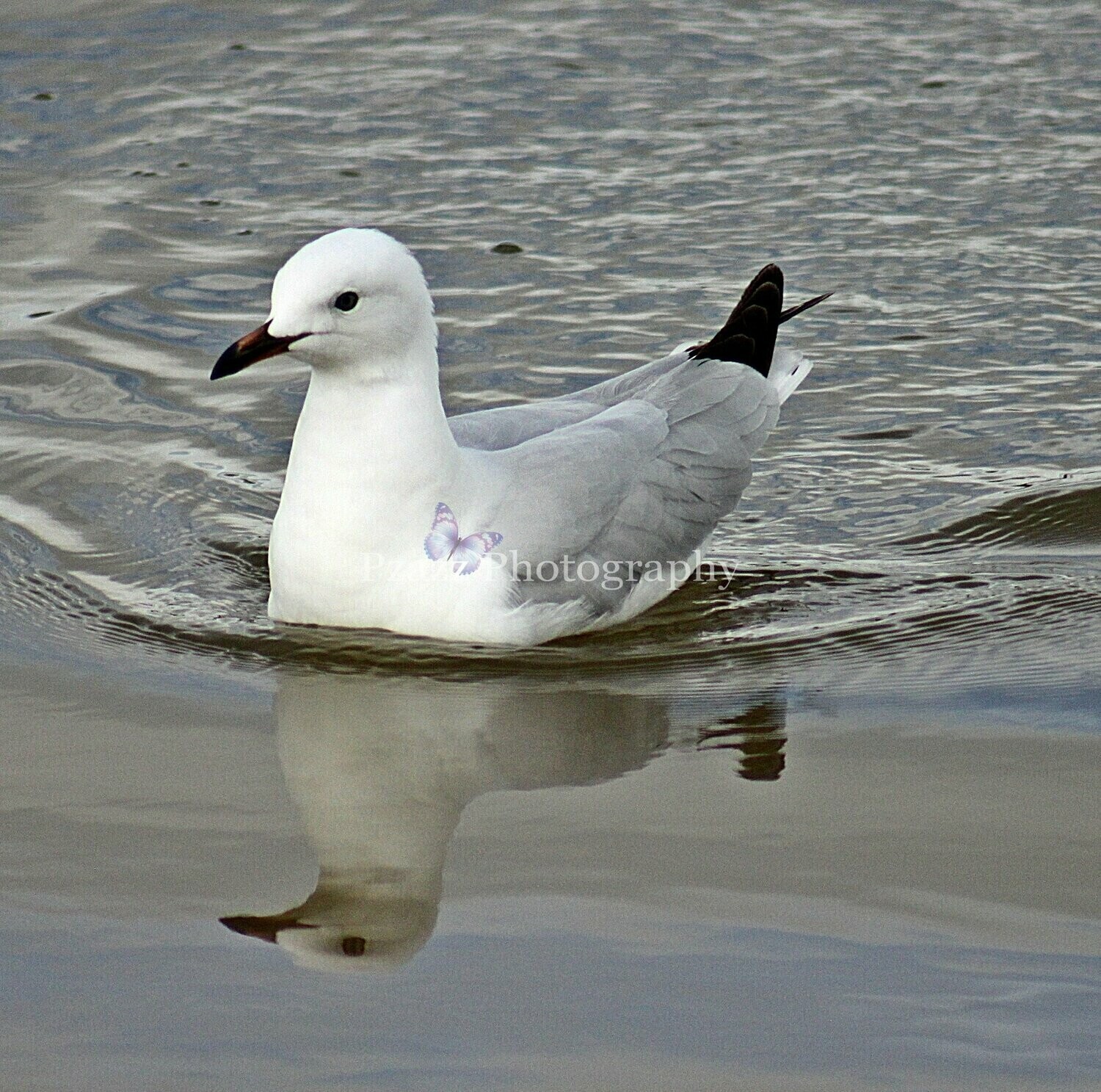 Pzazz Photography - Seagull - Specially ordered for you. Delivery is approximately 4 - 6 weeks.