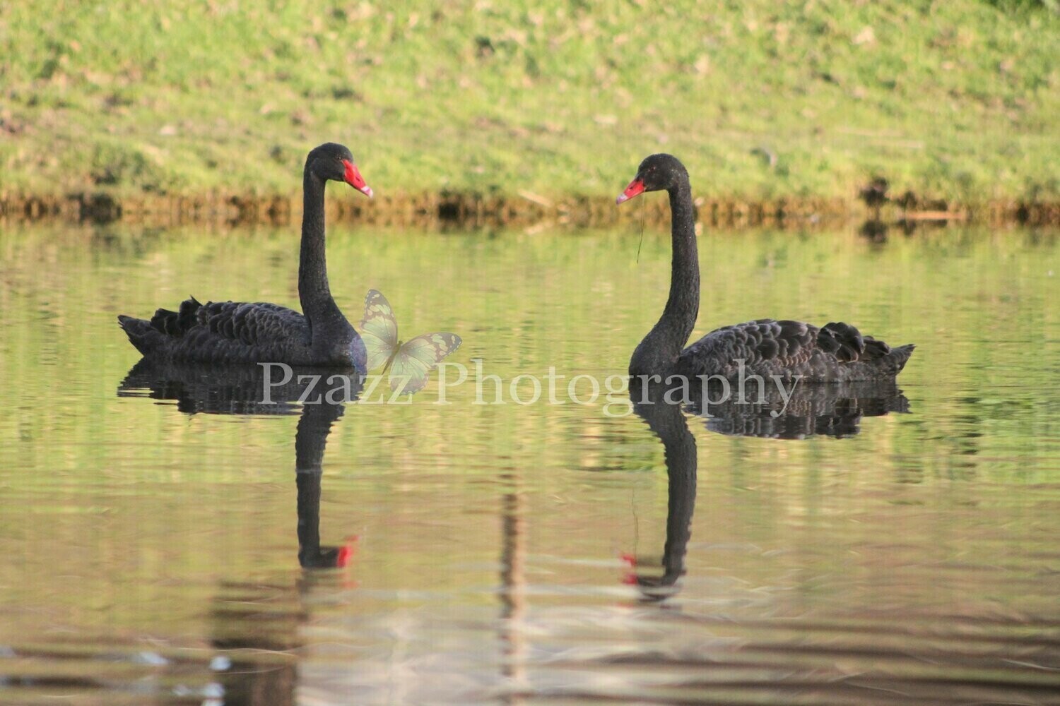 Pzazz Photography - Swans And Babies - Specially ordered for you. Delivery is approximately 4 - 6 weeks.