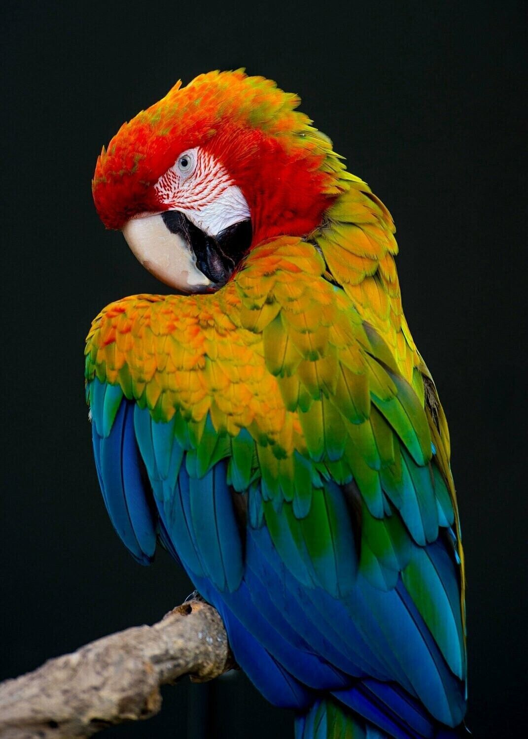 Posing Parrot - Specially ordered for you. Delivery is approximately 4 - 6 weeks.