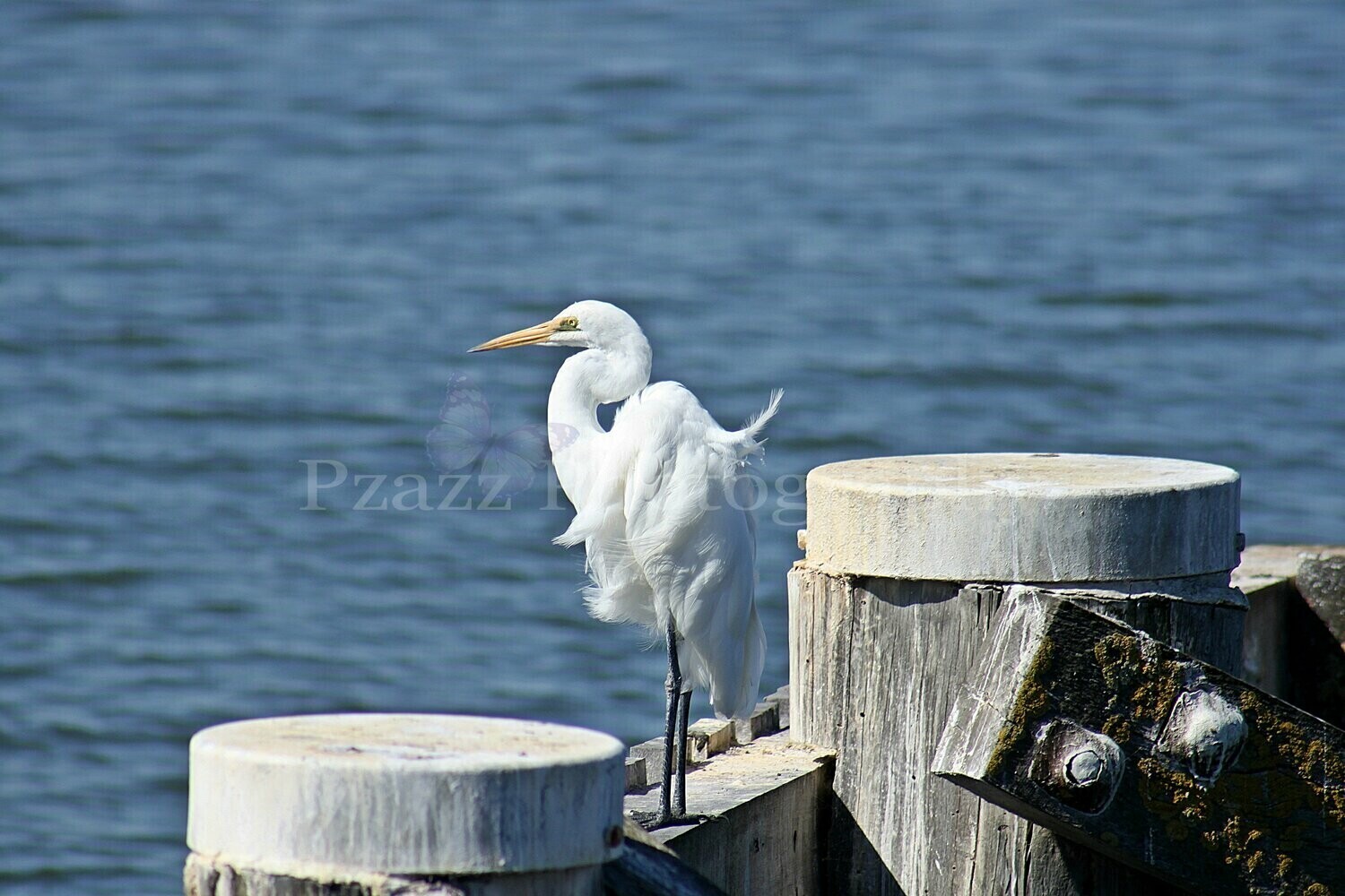 Pzazz Photography - Egret - Specially ordered for you. Delivery is approximately 4 - 6 weeks.