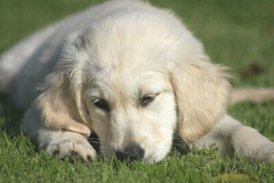 Pzazz Photography - Golden Retriever Puppy - Specially ordered for you. Delivery is approximately 4 - 6 weeks.