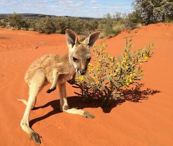 Red Kanga 02 - Specially ordered for you. Delivery is approximately 4 - 6 weeks.