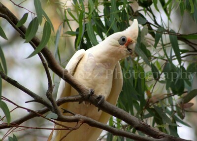 Pzazz Photography - Corella - Specially ordered for you. Delivery is approximately 4 - 6 weeks.