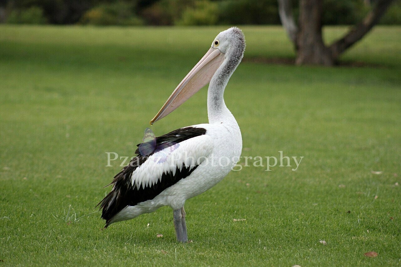 Pzazz Photography - Pelican Standing - Specially ordered for you. Delivery is approximately 4 - 6 weeks.