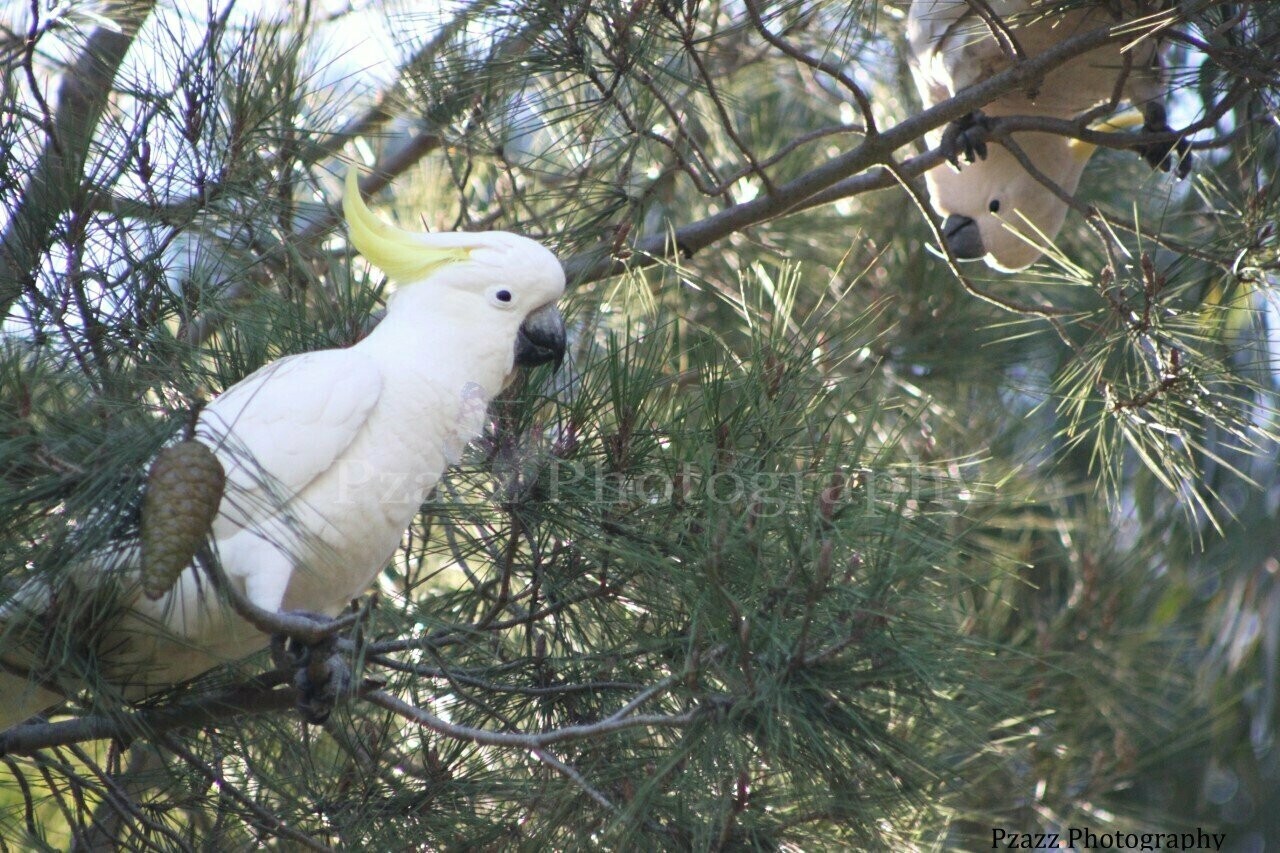 Pzazz Photography - Sulphur crested cockatoos - Specially ordered for you. Delivery is approximately 4 - 6 weeks.