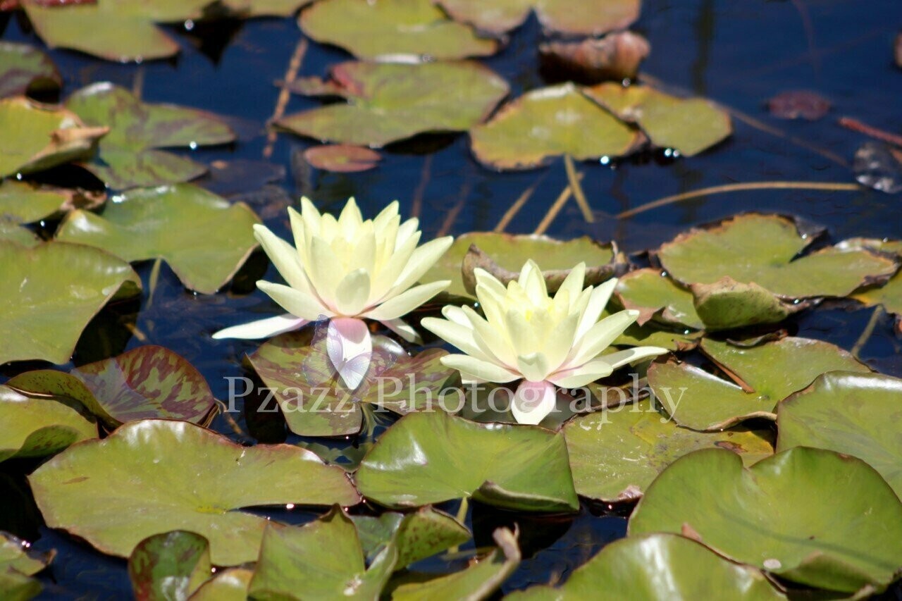 Pzazz Photography - Water Lillies - Specially ordered for you. Delivery is approximately 4 - 6 weeks.