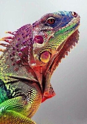 Rainbow Chameleon - Specially ordered for you. Delivery is approximately 4 - 6 weeks.