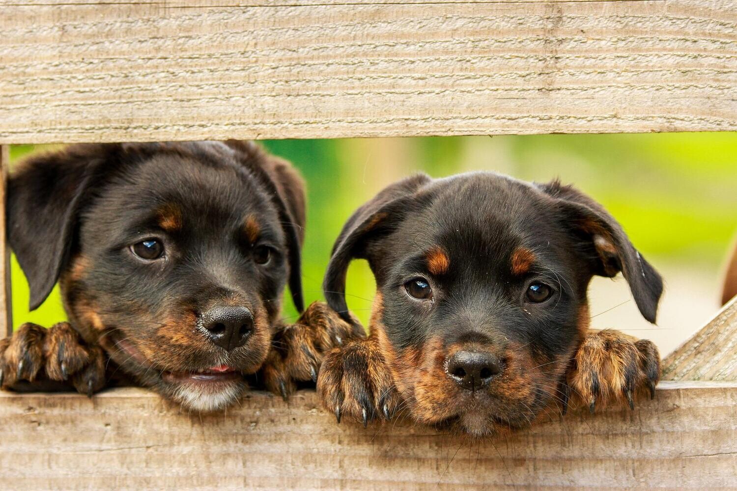 Rottweiler-puppies - Specially ordered for you. Delivery is approximately 4 - 6 weeks.