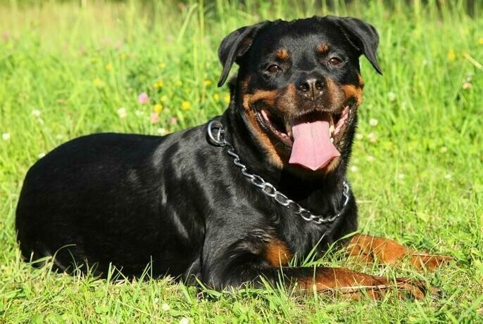 Rottweiler 01 - Specially ordered for you. Delivery is approximately 4 - 6 weeks.