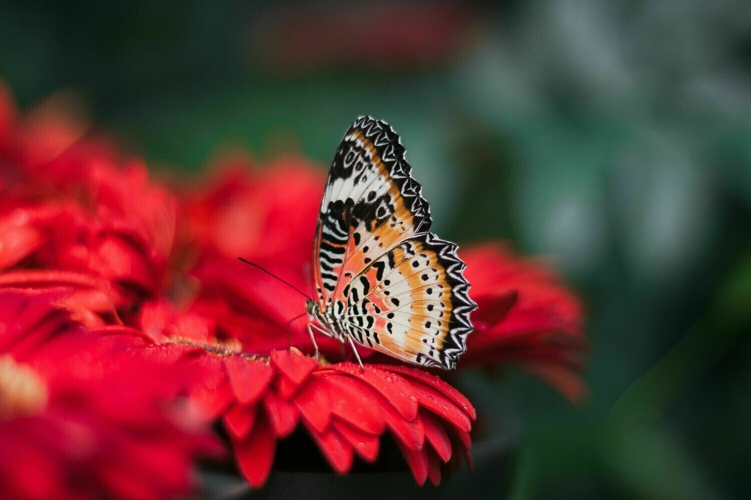 Red Flowers And Butterfly - Specially ordered for you. Delivery is approximately 4 - 6 weeks.