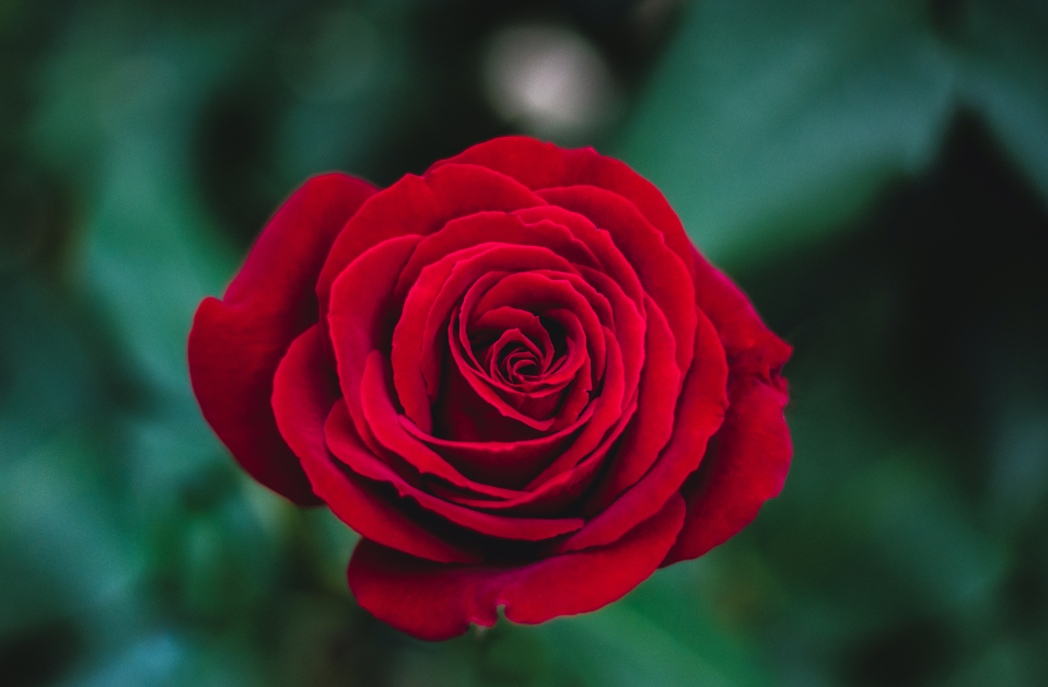 Red Rose - Specially ordered for you. Delivery is approximately 4 - 6 weeks.