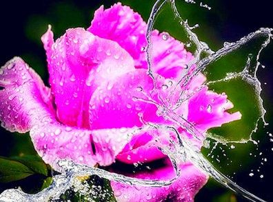 Rose and Water - Specially ordered for you. Delivery is approximately 4 - 6 weeks.
