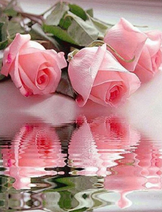 Reflection of Pink Roses - Specially ordered for you. Delivery is approximately 4 - 6 weeks.