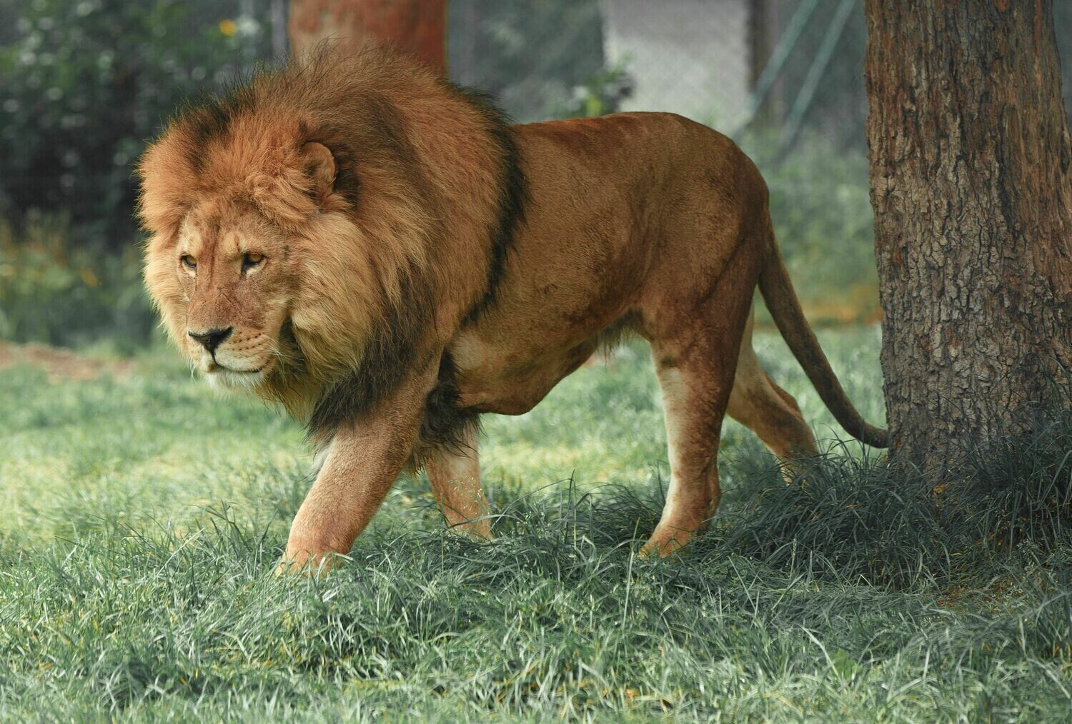 Stalking Lion - Specially ordered for you. Delivery is approximately 4 - 6 weeks.